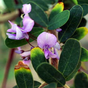 Desmodium unifoliantum