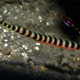 Doryrhamphus dactyliophorus