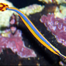 Doryrhamphus exciscus