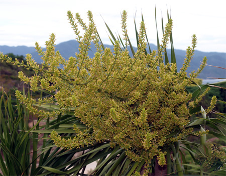 Dracaena cambodiana