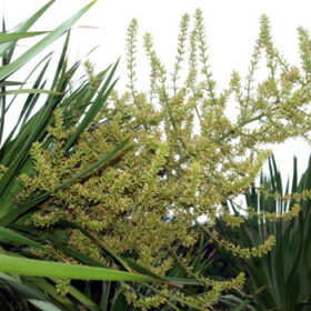 Dracaena cambodiana