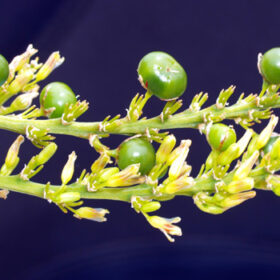 Dracaena cambodiana