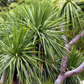 Dracaena cambodiana