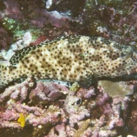 Epinephelus tauvina