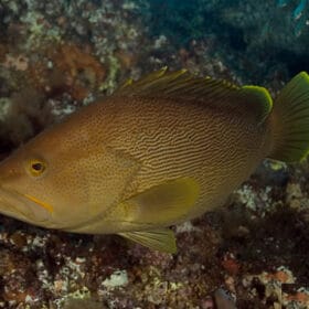 Epinephelus undulatostriatus