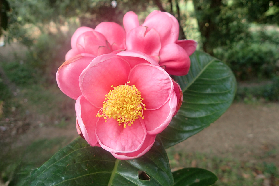 Camellia amplexicaulis