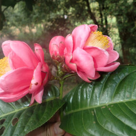Camellia amplexicaulis