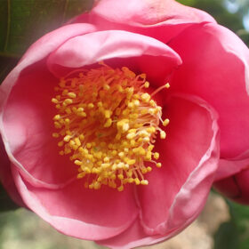 Camellia amplexicaulis