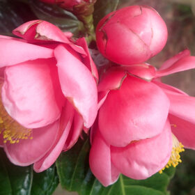 Camellia amplexicaulis