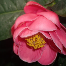 Camellia amplexicaulis