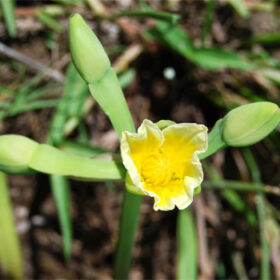 Limmocharis flava