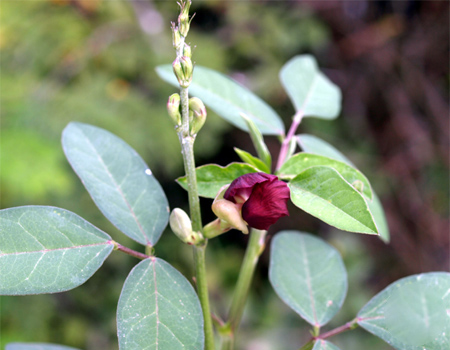 Macroptilum lathyroides