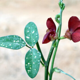 Macroptilum lathyroides