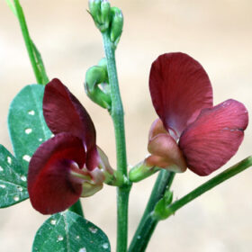 Macroptilum lathyroides