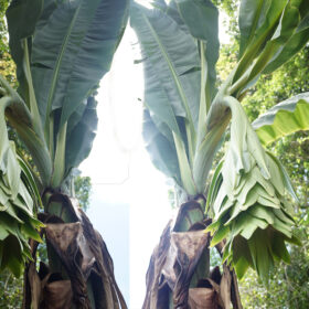 Ensete glaucum