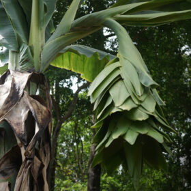 Ensete glaucum