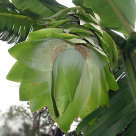 Ensete glaucum