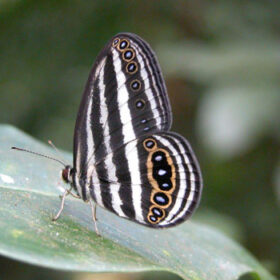 Ragadia crisilda