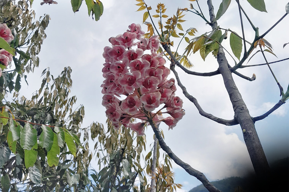 Bretschneidera sinensis