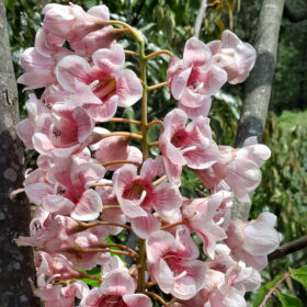 Bretschneidera sinensis