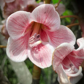 Bretschneidera sinensis
