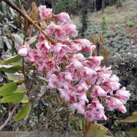 Bretschneidera sinensis