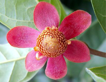 Uvaria grandiflora