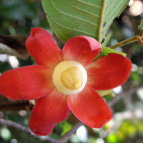 Uvaria grandiflora