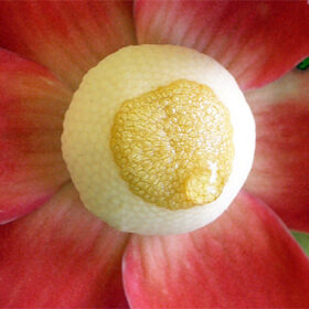 Uvaria grandiflora
