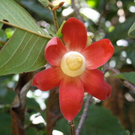 Uvaria grandiflora