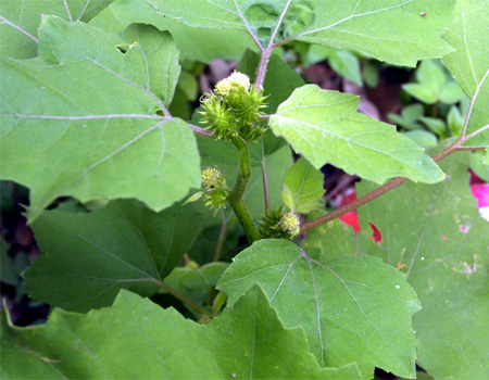 Xanthium strumarlum