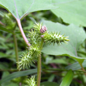 Xanthium strumarlum