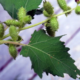 Xanthium strumarlum