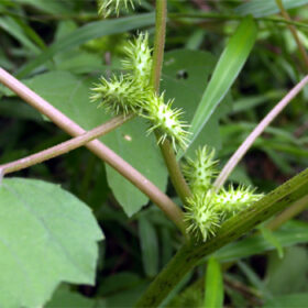 Xanthium strumarlum